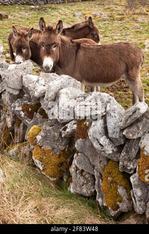 Donkeys behind a stone wall in the Burren in County Clare in Ireland Stock Photo