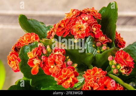 deep red indoor flower Kalanchoe Blossfeld with green leaves as background shot close-up with soft focus Stock Photo