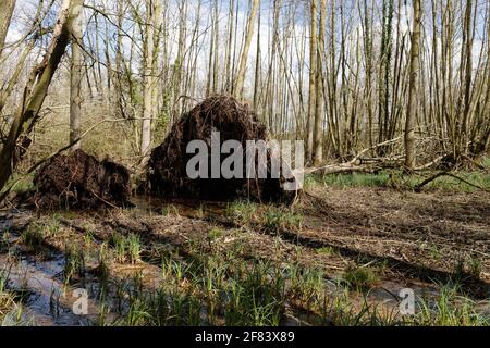 Fallen trees with shallow roots in boggy soil uprooted by stong wind. Stock Photo