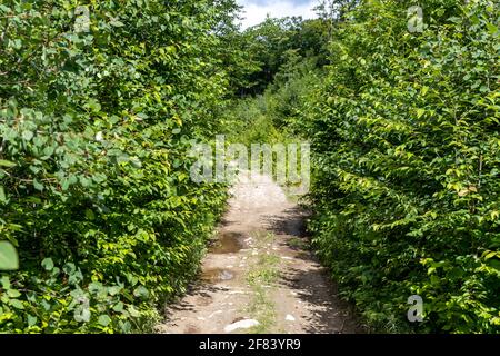 small dirt road with dense forest close to the edge Stock Photo