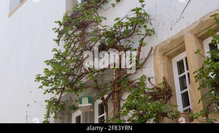 Climbing plant on the wall of a family house Stock Photo