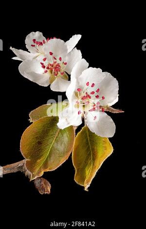 Detail shot of a branch of the apple tree with flowers, buds and leaves in front of a blurred background isolated on black Stock Photo