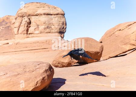 black bird flying in the red rock desert in summer Stock Photo