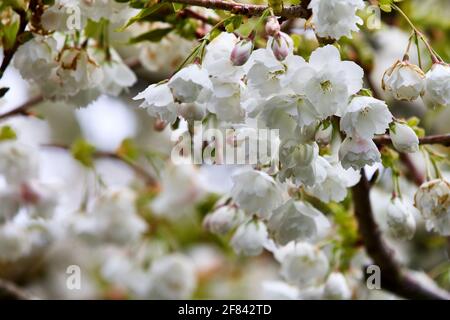 Prunus 'Tai-haku' Great White Cherry Tree Stock Photo