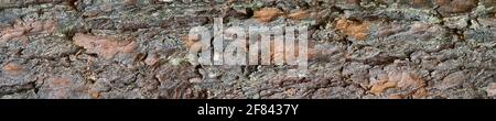 Texture of pine bark. Panoramic photo of the bark of pine. Detailed tree bark texture. Stock Photo