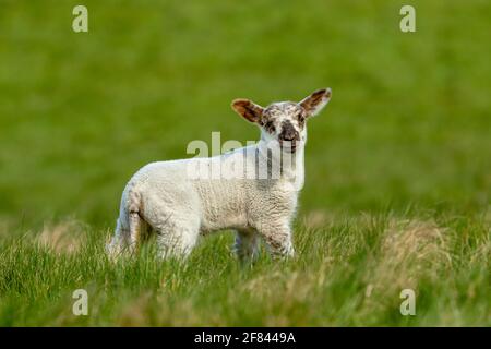 Lamb in Springtime. Happy, smiling lamb stood in lush green meadow and facing forward. Yorkshire, UK. Clean, green background. Landscape, Copyspace Stock Photo
