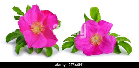 Dog rose (Rosa canina) flowers isolated on a white background. Stock Photo