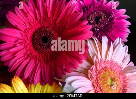 Gerbera flowers, fresh nature plants close-up. Floral bouquet of purple, pink and red flowers. Beautiful colorful pattern with petals of flower closeu Stock Photo