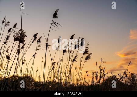 Silhouette of a field of flowers during sunset. The sky has some completely red clouds. Stock Photo