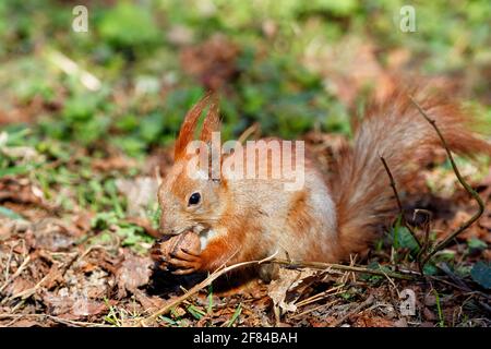 An orange fluffy squirrel sits on the ground among fallen leaves and green grass in blur and gnaws a walnut. Copy space, selective focus, close-up. Stock Photo