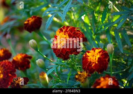 Marigold flowers bloom in the garden Stock Photo