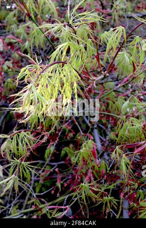 Acer palmatum dissectum ‘Green Hornet’ Japanese cutleaf maple Green Hornet – fresh green lacelike leaves on pendulous branches,  April, England, UK Stock Photo