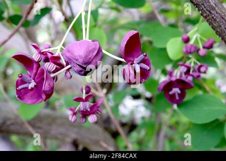 Akebia quinata Chocolate vine – scented purple cup-shaped flowers with thick sepals,  April, England, UK Stock Photo