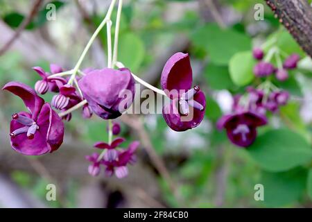 Akebia quinata Chocolate vine – scented purple cup-shaped flowers with thick sepals,  April, England, UK Stock Photo