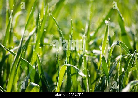 Water drops on wheat plants Stock Photo