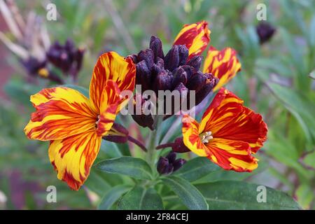 Erysimum cheiri ‘Scarlet bedder’ with mosaic virus Wallflower Scarlet bedder – orange and yellow flowers streaked with red,  April, England, UK Stock Photo