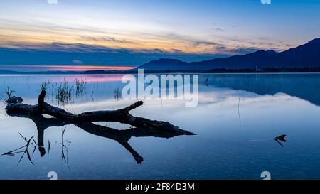 Tree trunk on water surface with reflection at blue hour, Forggensee, Ostallgaeu, Bavaria, Germany Stock Photo