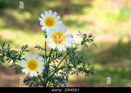 Chrysanthemum coronarium, Glebionis coronaria, ox eye daisy or dead flower among many other names, is an annual herb of the Asteraceae family and of t Stock Photo