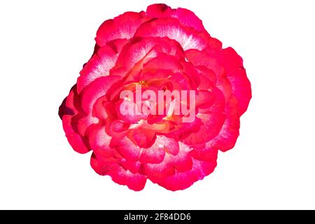 Red Rosa chinensis, known commonly as the China or Chinese rose, alternatively known as Bengal rose or Bengal Crimson or Bengal Beauty is a member of Stock Photo