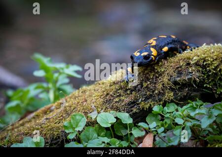 Fire salamander (Salamandra salamandra) in cv, Lower Austria, Austria Stock Photo