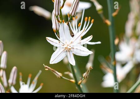 Asphodelus L., Sp. is a genus of mainly perennial flowering plants in the asphodel family Asphodelaceae. The genus was formerly included in the lily f Stock Photo