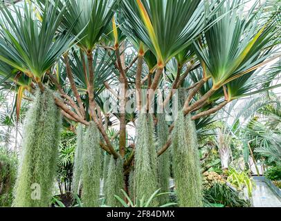 The Pandano, Pandanus utilis, is a tropical tree. Native to Madagascar and Mauritius, and appears in gardens in Puerto Rico, Florida, and California. Stock Photo