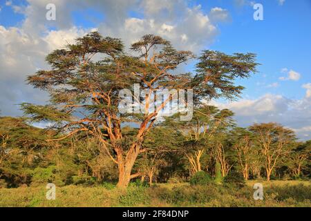 Feverfew acacia, yellowbark acacia (Vachellia xanthophloea), forest, Amboseli National Park, Kenya Stock Photo