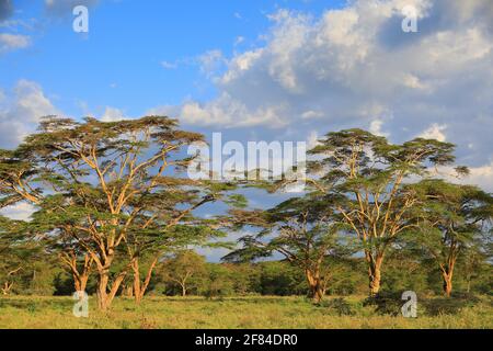 Feverfew acacia, yellowbark acacia (Vachellia xanthophloea), forest, Amboseli National Park, Kenya Stock Photo