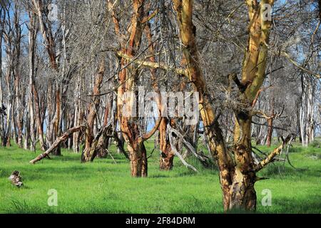 Feverfew acacia, yellowbark acacia (Vachellia xanthophloea), forest, Amboseli National Park, Kenya Stock Photo