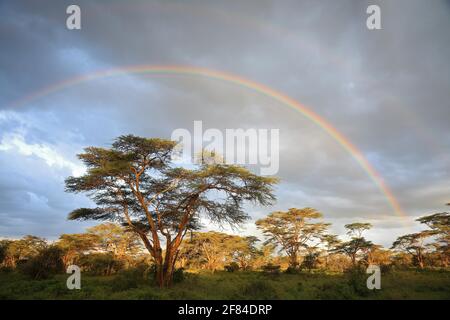 Feverfew acacia, yellowbark acacia (Vachellia xanthophloea), forest, rainbow, Lake Nakuru, Kenya Stock Photo