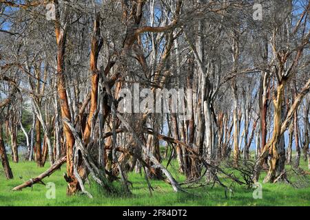 Feverfew acacia, yellowbark acacia (Vachellia xanthophloea), forest, Amboseli National Park, Kenya Stock Photo