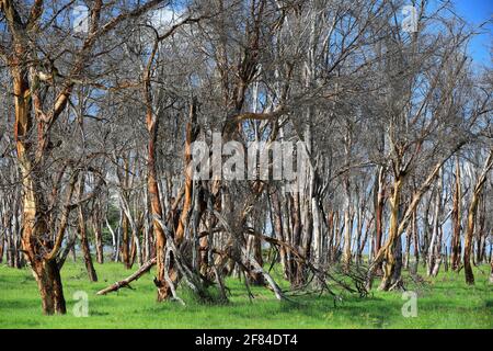 Feverfew acacia, yellowbark acacia (Vachellia xanthophloea), forest, Amboseli National Park, Kenya Stock Photo