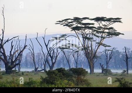 Feverfew acacia, yellowbark acacia (Vachellia xanthophloea), forest, fog, Lake Nakuru, Kenya Stock Photo