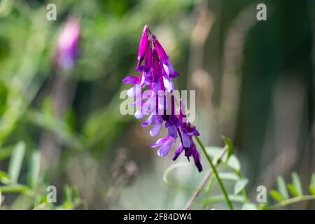 Vicia SP. maybe the cracca, villosa, dasycarpa, tenuifolia Roth, disaperma or monantha type. Vicia is a genus of herbaceous of the Fabaceae family wit Stock Photo