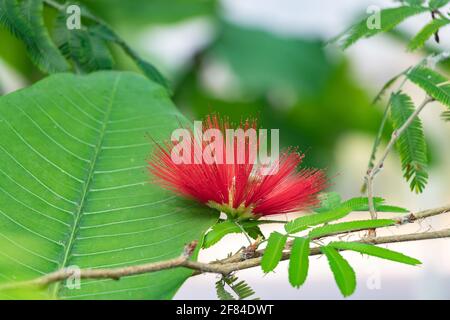Calliandra, genus of flowering plants in the pea family, Fabaceae, in the mimosoid clade, subfamily Caesalpinioideae. About 140 species that are nativ Stock Photo