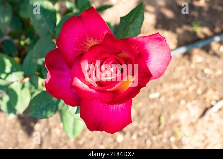 Red rose. The Rosa genus is made up of a well-known group of generally thorny and flowery shrubs, the main representatives of the Rosaceae family.The Stock Photo