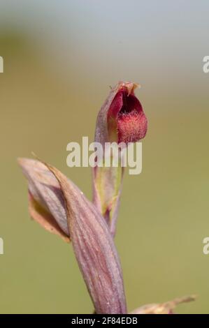 Small-flowered tongue-twister, Albufera, Majorca (Serapias parviflora), Spain Stock Photo