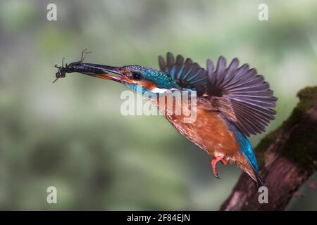 Common kingfisher (Alcedo atthis) approaching with dragonfly larvae to the breeding site in the steep bank, North Rhine-Westphalia, Germany Stock Photo