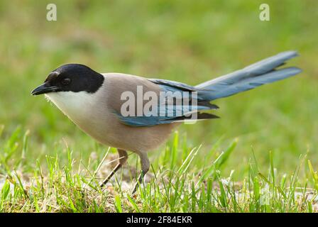 Azure-winged Magpie (Cyanopica cyana) in Monfrague National Park, Extremadura, Spain