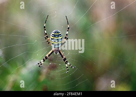 Wasp spider (Argiope bruennichi), North Rhine-Westphalia, Germany Stock Photo