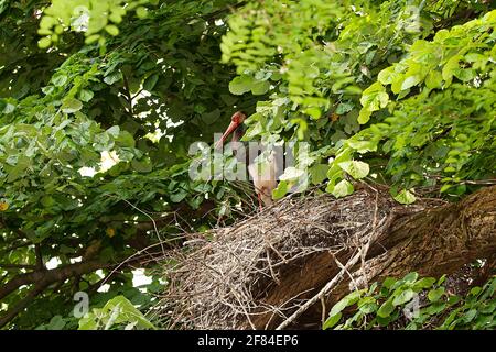 Black stork (Ciconia nigra) at the eyrie, near Madzarovo, Bulgaria Stock Photo