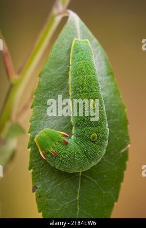 Two-tailed Pasha (Charaxes jasius), caterpillar Stock Photo