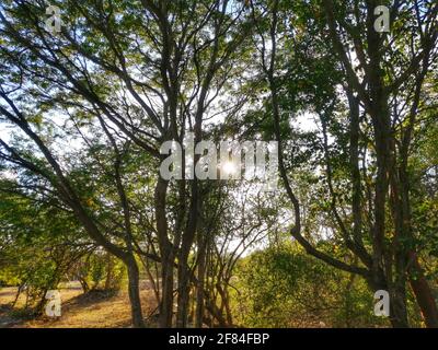 evening sun rays shining through trees. Rainfores and and nature background Stock Photo