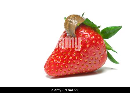 Slugs on strawberry, slug, snail plague, snail food Stock Photo