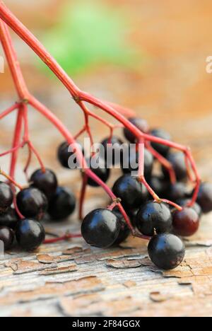 Elder (Sambucus nigra) berry Stock Photo