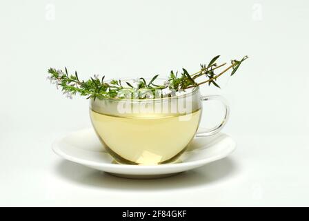 Cup savory tea (Satureja montana), savory tea, winter savory, mountain savory, savory, tea cup Stock Photo