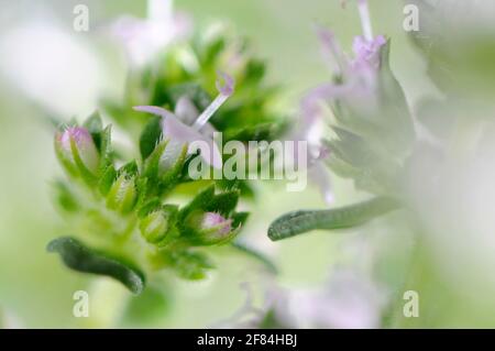 Broad-leaved thyme (Thymus pulegioides) Stock Photo