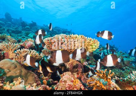 Black Pyramid Butterflyfish, Thaa Atoll, Maldives (Hemitaurichthys zoster) Stock Photo
