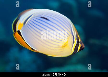 Redfin Butterflyfish, Thaa Atoll, Maldives (Chaetodon trifasciatus) Stock Photo