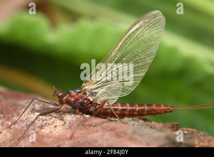 Resting mayfly (Baetidae) Stock Photo